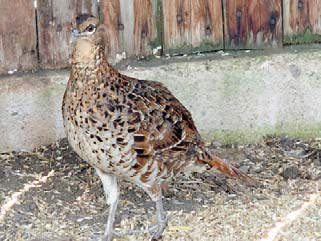 SYRMATICUS SOEMMERRINGII SCINTILLANS 5