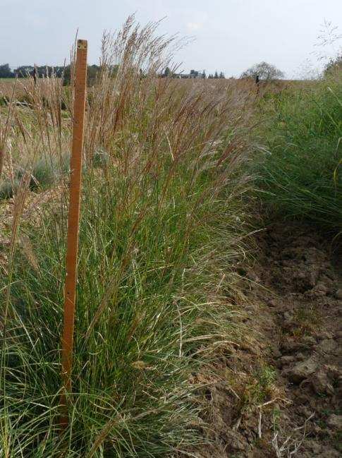 Miscanthus x oligostachys Herkules Výška: 90/140cm Charakteristika: Středně vysoký kultivar. Listy středně široké, bez výrazného proužku. Nakvétá koncem srpna až začátkem září.