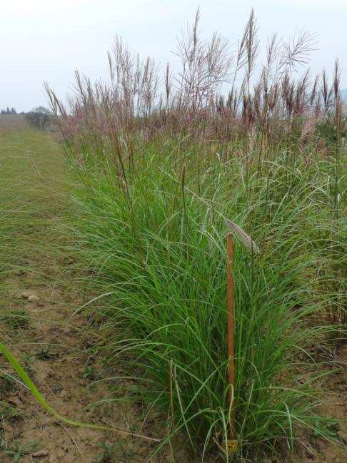 Miscanthus sinensis Andante Výška: 100/170cm Charakteristika: Středně vysoký kultivar s úzkým listem. Nakvétá koncem srpna. Květenství stříbřitě hnědá, vzpřímená, široká. Trsnatý druh.