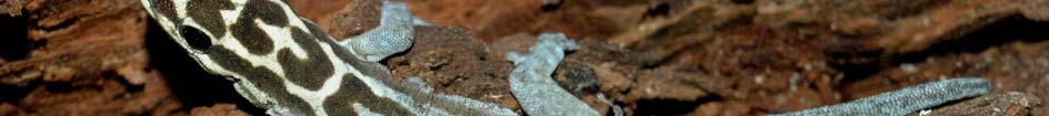 Patří tedy mezi několik málo gekonů s denní aktivitou. Na prstech a špičce ocasu mají přísavné lamely. Většina druhů dorůstá celkové velikosti 7-9 cm. Samci jsou většinou pestřeji zbarvení.