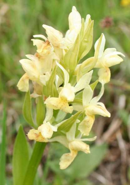 (Orchidaceae)
