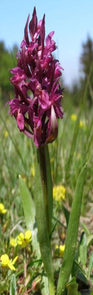 Zajímavosti název sambucina (Sambucus) žlutá a červená
