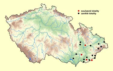 Víte, že.. modrásek očkovaný potřebuje k dokončení svého životního cyklu mravence (v tomto případě rodu Myrmica)? Larva se po vylíhnutí živí květenstvím a plodenstvím krvavce totenu.