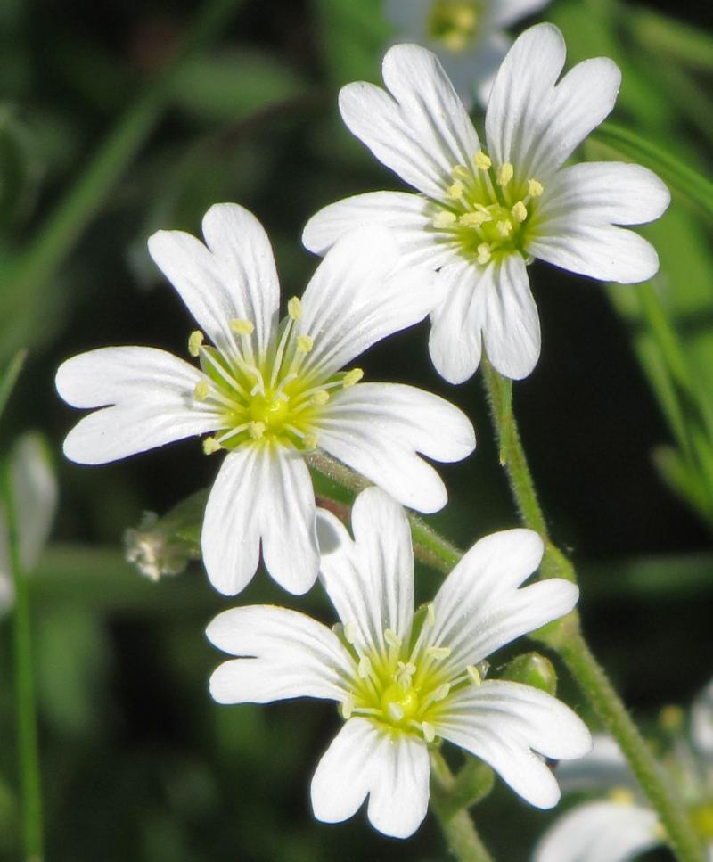 vindobonensis), rožce rolního (Cerastium