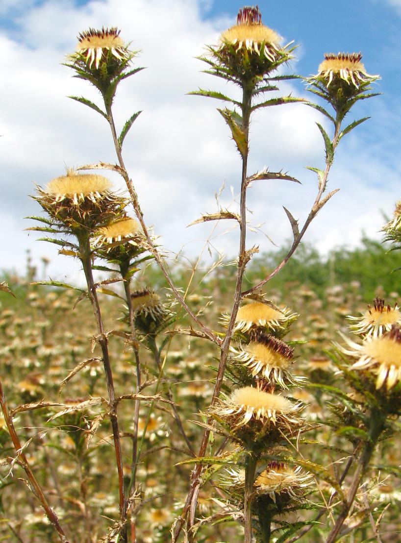 Charakteristické jsou jarní zpěvy lindušky lesní (Anthus trivialis).