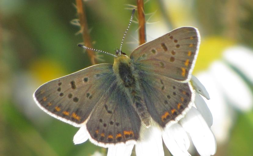 černoskvrnného (Lycaena tityrus).