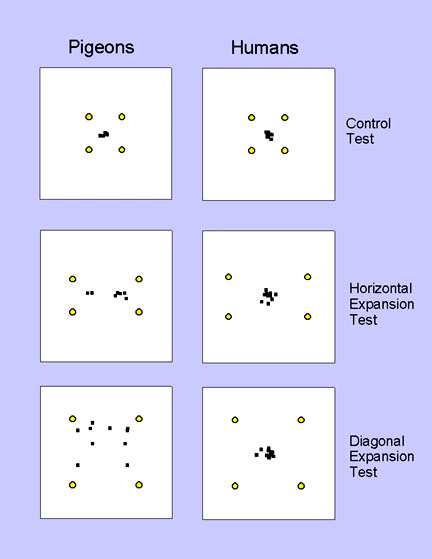 Obr. 4: Schéma experimentu Spetch (1995). Oba označené landmarky jsou ve stejné vzdálenosti od cíle, který nebyl pro holuby viditelný.