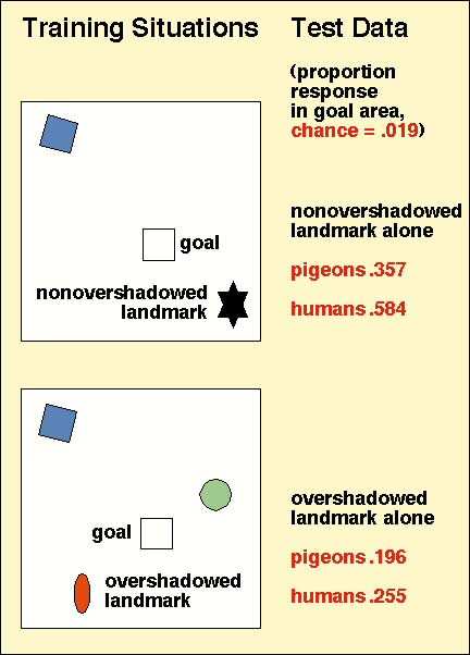 (1996) s ukázkou polohy odpovědí holubů a lidí v tréninku (=Control) a po změně konfigurace landmarků horizontálně a diagonálně (viz text).