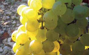 Samotná vini kace a rozhodnutí o práci na vinicích jsou ale samoz ejm jen na Patrickovi.