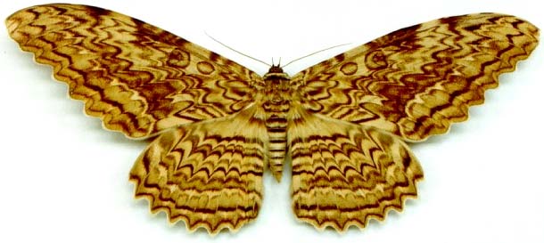 Hmyz termiti mravenci motýli brouci Nasutiterminae Ecitoninae, Atta Heliconius, Caligo, Morpho, Thysania