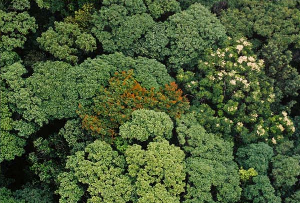 Tropický nížinný vždyzelený deštný les tropical lowland