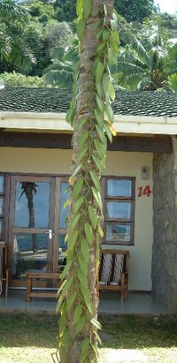 Aztékové Vanilovník plocholistý Vanilla planifolia