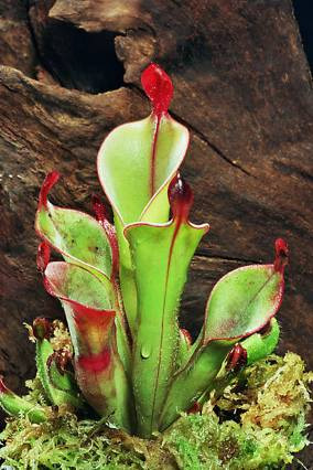 (Apocynaceae), áronovité (Araceae), vstavačovité (Orchideaceae) Neotropis 33 Andská podoblast Velká rozloha ale relativně málo druhů (8 000) Výskyt především neotropických