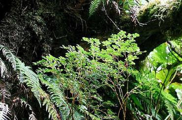 v podrosu mlžných lesů Neotropis 35 Argentinská podoblast Floristicky chudší s malým podílem endemických rodů,