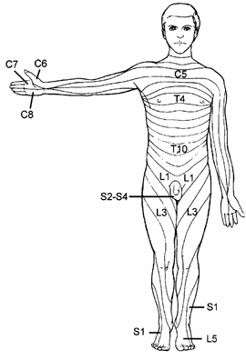 Diferenciální diagnostika přenesené somatické bolesti a radikulární bolesti. Rozlišovací faktory- anamnéza, kvalita a distribuce bolesti, neurologická topika, zobrazovací metody. Přenesená somat.