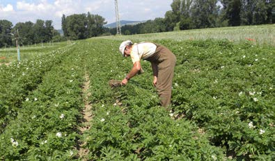 denní náskok oproti nenaklíčeným), s čímž je spojeno dřívější dozrávání porostu, menší potřeba ošetření proti plísni bramborové i plevelům, stejně jako dřívější sklizeň, lepší dozrávání a lepší výnos.