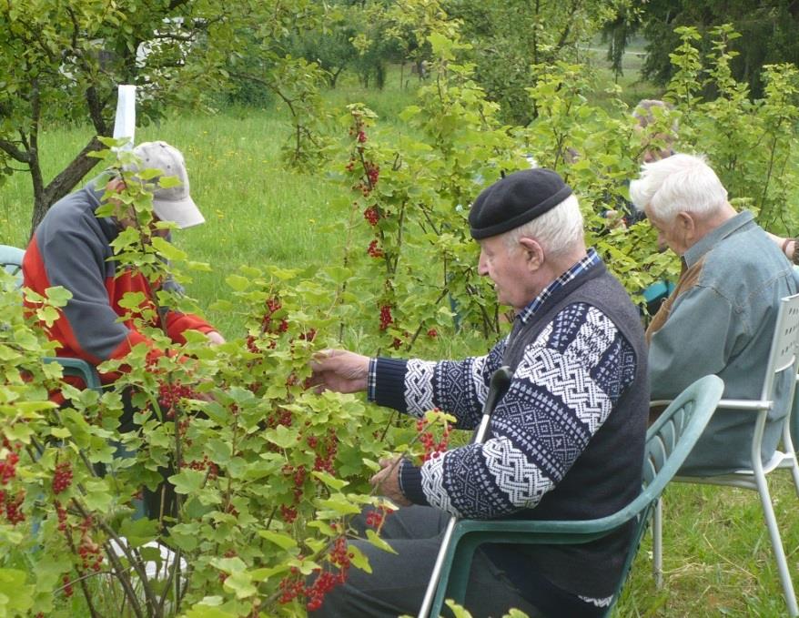 Rybízobraní Ve středu 09.07.2014 v naší zahradě se uskutečnilo soutěžní klání v trhání červeného rybízu RYBÍZOBRANÍ. Kategorie rozděleny na ženy a muže.