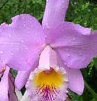 TIP Rozmanitost orchidejí Prodej a poradenské