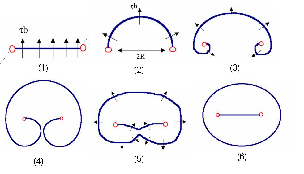 Mechanismus, vysvětlující proč tomu tak je, navrhli Frank a Reed - tzv.