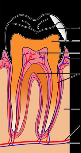 Jsou vsazeny v kostěném lůžku (alveolu) a jsou uspořádány do dvou zubních oblouků. V něm jsou zásobeny alveolárními nervy, které se rozbíhají z mandibulární a maxilární větve trojklaného nervu.