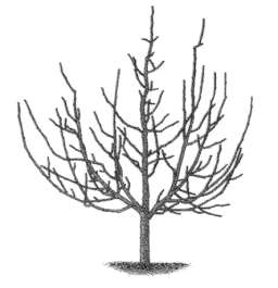 Pyramidální koruna Plochá koruna Talířová koruna Štíhlé vřeteno Řez v jednotlivých obdobích růstu ovocných dřevin Podobně jako člověk má i strom svá vývojová