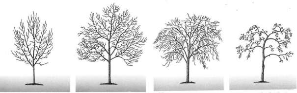 Fáze růstu ovocného stromu Jednotlivé fáze růstu, délka jejich trvání, samozřejmě záleží na mnoha faktorech, kterými jsou: druh a odrůda ovocného stromu, podnož, tvar koruny, stanovištní podmínky.