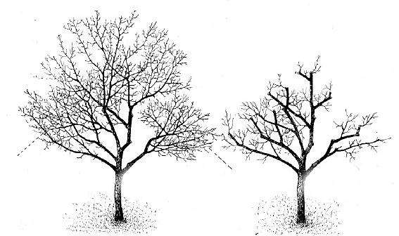 Zmlazovací řez - zmlazovací řez může být prospěšný nejen pro starý strom, ale i pro poškozený strom (mrazy, krupobití, bouřky apod.