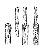 roubu k sobě musí přiléhat Zlepšené roubování za kůru - na roubu provedeme běžný kopulační řez (šikmá řezná plocha by měla měřit alespoň 30 mm), v pravém úhlu k ní vedeme po celé délce řezu boční