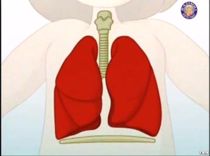 Pracovní list Dýchací soustava 1. Jak své plíce udržovat zdravé (co nemáme dělat)?... 2. Z čeho se skládá dýchací systém?