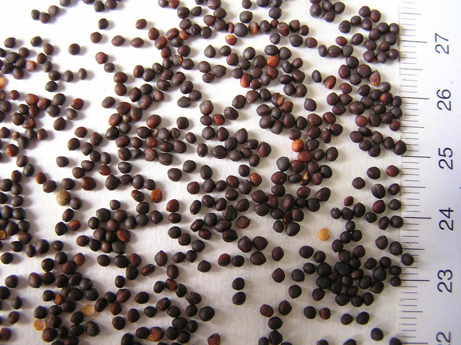 UTB ve Zlíně, Fakulta technologická 27 Semena a obsah důležitých látek Ze semen se lisuje olej, jehož množství se pohybuje okolo 45 %.