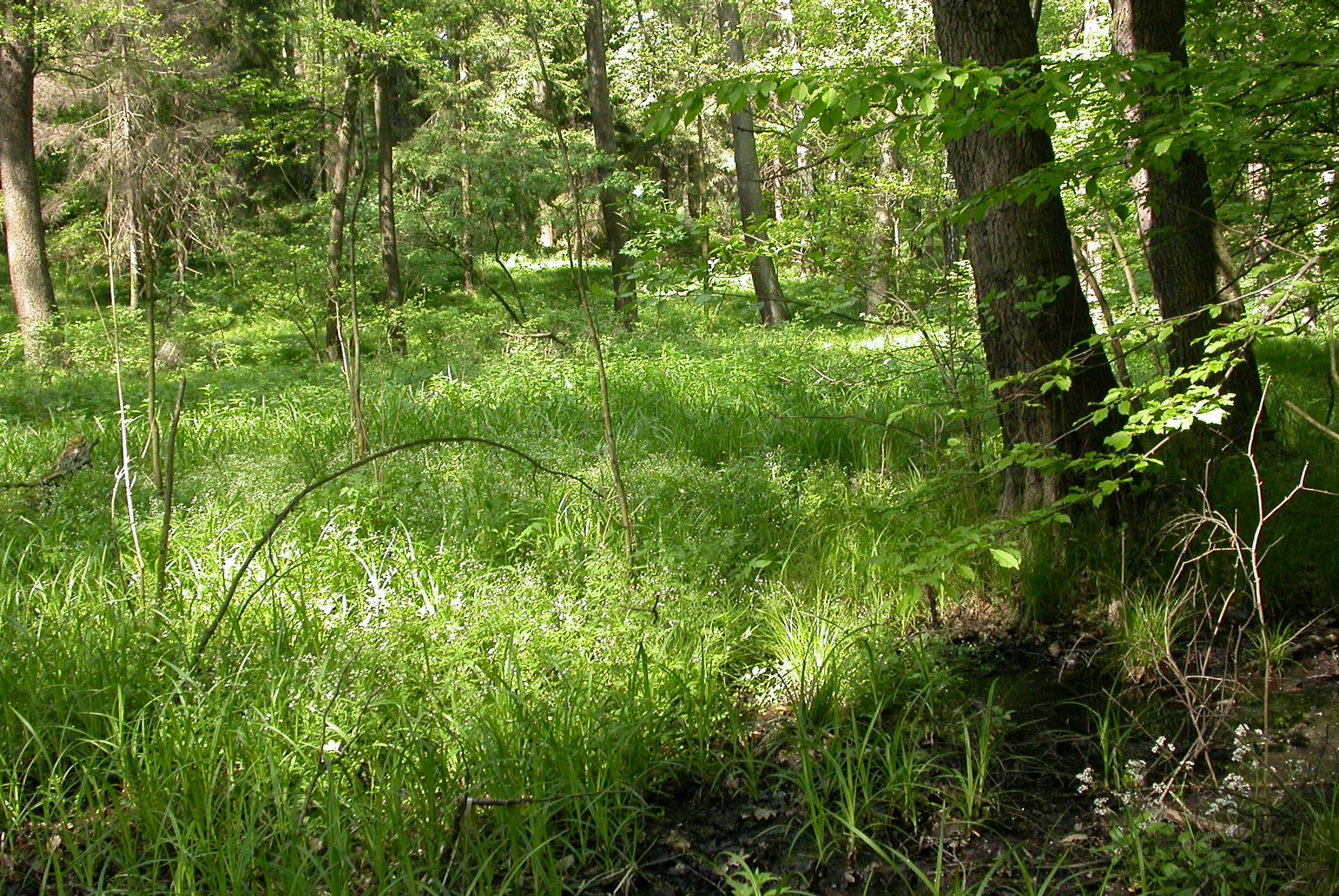 Údolní jasanovo-olšové luhy Ostravská pánev Valeriana simplicifolia, druh vázaný na vlhké