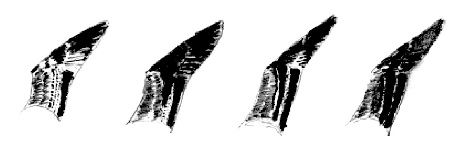 SYLVIA 37 /2001 Obr. 3. Kresba kfiídel jednotliv ch poddruhû v atû 1. roku (zleva: argentatus, michahellis, cachinnans a fuscus). Fig. 3. Wing pattern of particular subspecies in the first-year plumage (argentatus, michahellis, cachinnans and fuscus from the left).