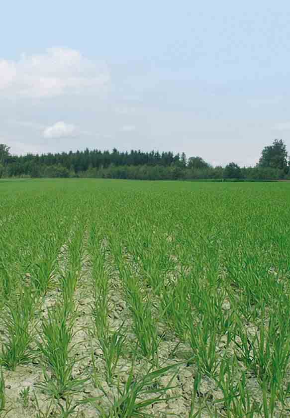 Dynamická cesta Rostlinná v roba prodûlala v posledních desetiletích obrovsk rozmach.