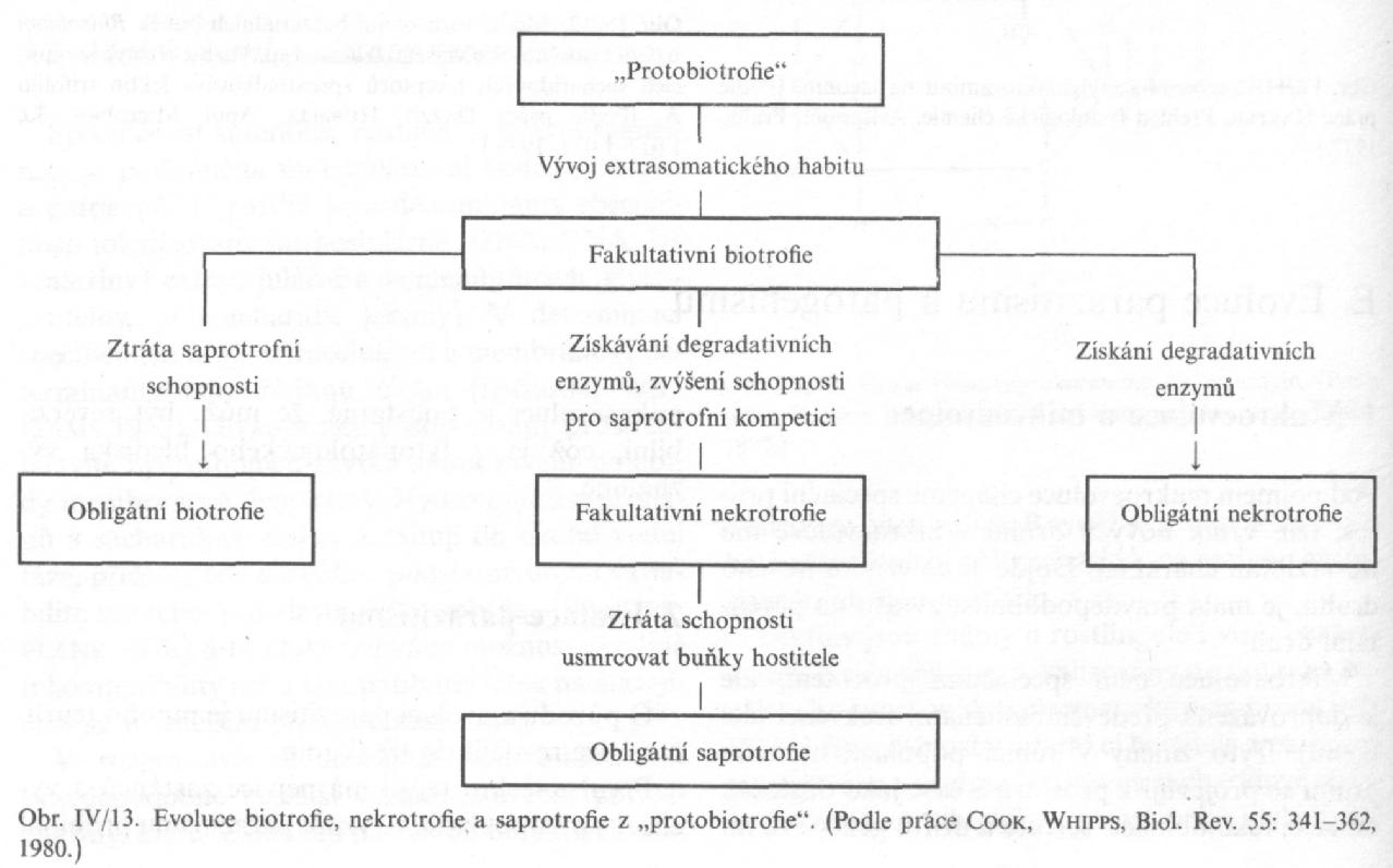 rvnváha s hstitelem speciální frma parazitismu, ¼ parazitů vnitrbuněční parazité (viry, Plasmdiphrmycta) end- (Pernsprales) a ektparazité (Erysiphales) úzký hstitelský kruh, rgánvá specifičnst nemžná