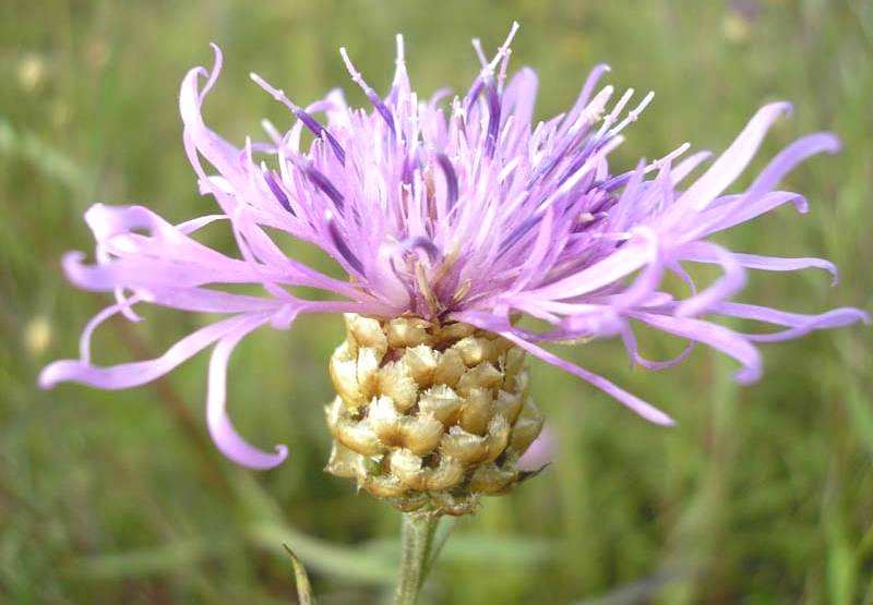 Centaurea jacea L.