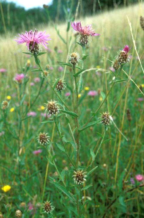 Centaurea oxylepis (Wimm. & Grab.) Hayek = C. jacea subsp.