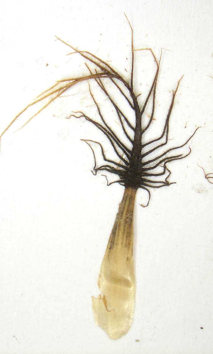 Centaurea phrygia agg.