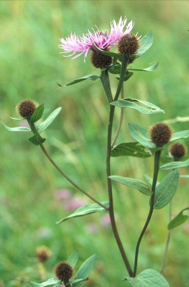 Centaurea phrygia L. s. str. přívěsky 5.4-9.8 mm, paruka tenká, černé listy celistvé, drobně zubaté chmýr 0.