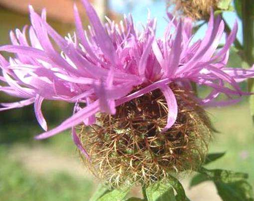 Centaurea