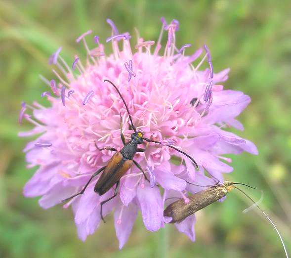 Knautia arvensis agg. Tradiční pojetí tetraploidi (2n = 40) Knautia arvensis subsp. arvensis - hojný Knautia kitaibelii Záp. Karpaty, u nás jen vzácně j.