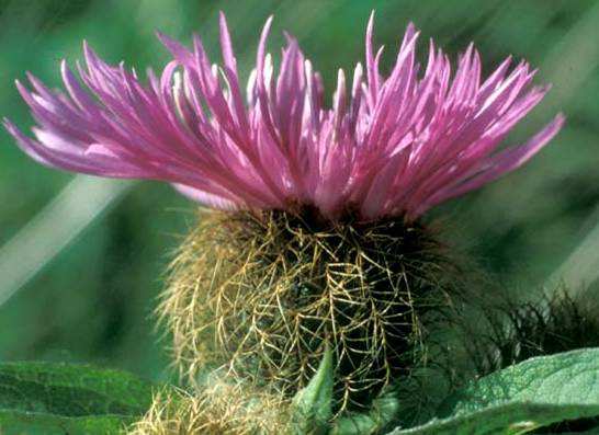 Co na sv. Moravě neroste: Centaurea elatior (Gaud.) Haeyk = C.