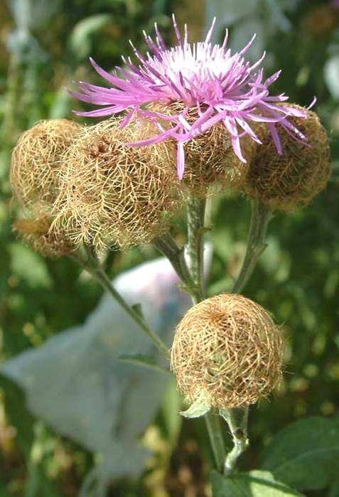 vrchov. Centaurea subjacea (Beck) Hayek popsána z Rakouska neexistuje C.