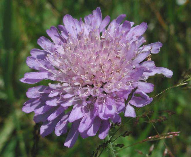 Knautia arvensis agg.