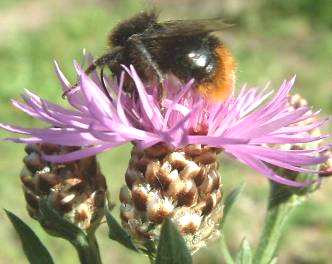 Centaurea sect.