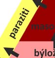 zebry ROSTLINY LIÁNY, PALMY sukulenty travnatý porost s ojedinělými stromy listnatý opadavý les STŘÍDÁNÍ ROČNÍCH OBDOBÍ LIŠKA, JELEN