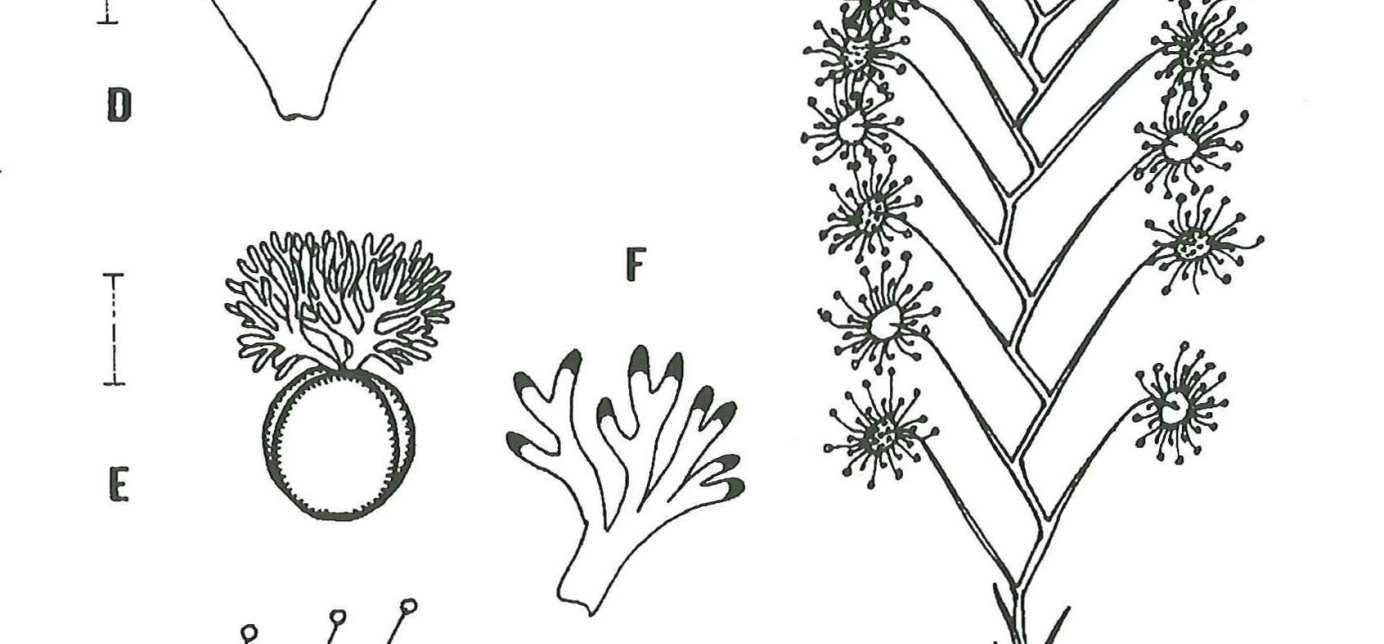 Často je sdružena s rosnatkou D. salina N. G. Marchant et Lowrie, s druhy Stylidium insensitivum Carlquist, S. pulviniforme Kenneally et Lowrie, Levenhookia leptantha Benth.