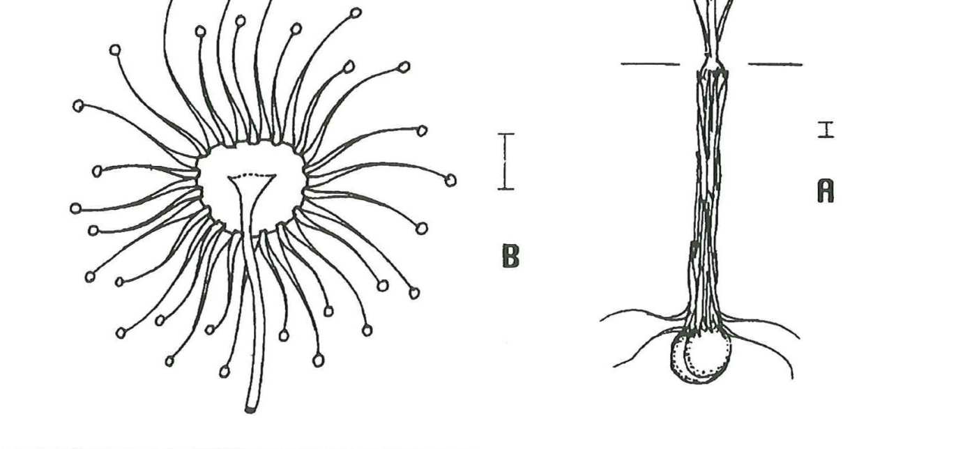 Drosera zigzagia, foto Allen Lowrie Status ochrany Jedná se o druh na lokalitách svého výskytu obecný, a proto není v současné době ohrožený.