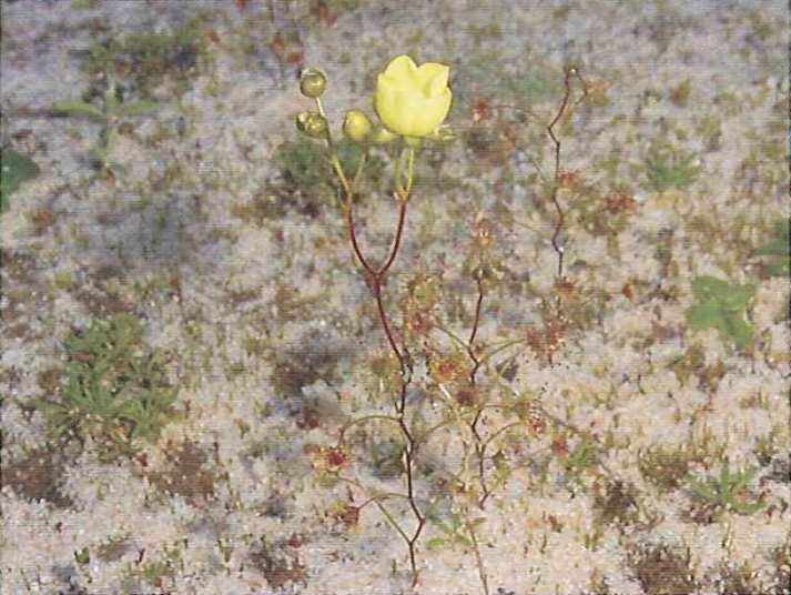 všechny fotografie poskytl Allen Lowrie, děkujeme AUSTRALSKÝ DENÍK MIRKA ZACPALA DROSERA SPATHULATA D.