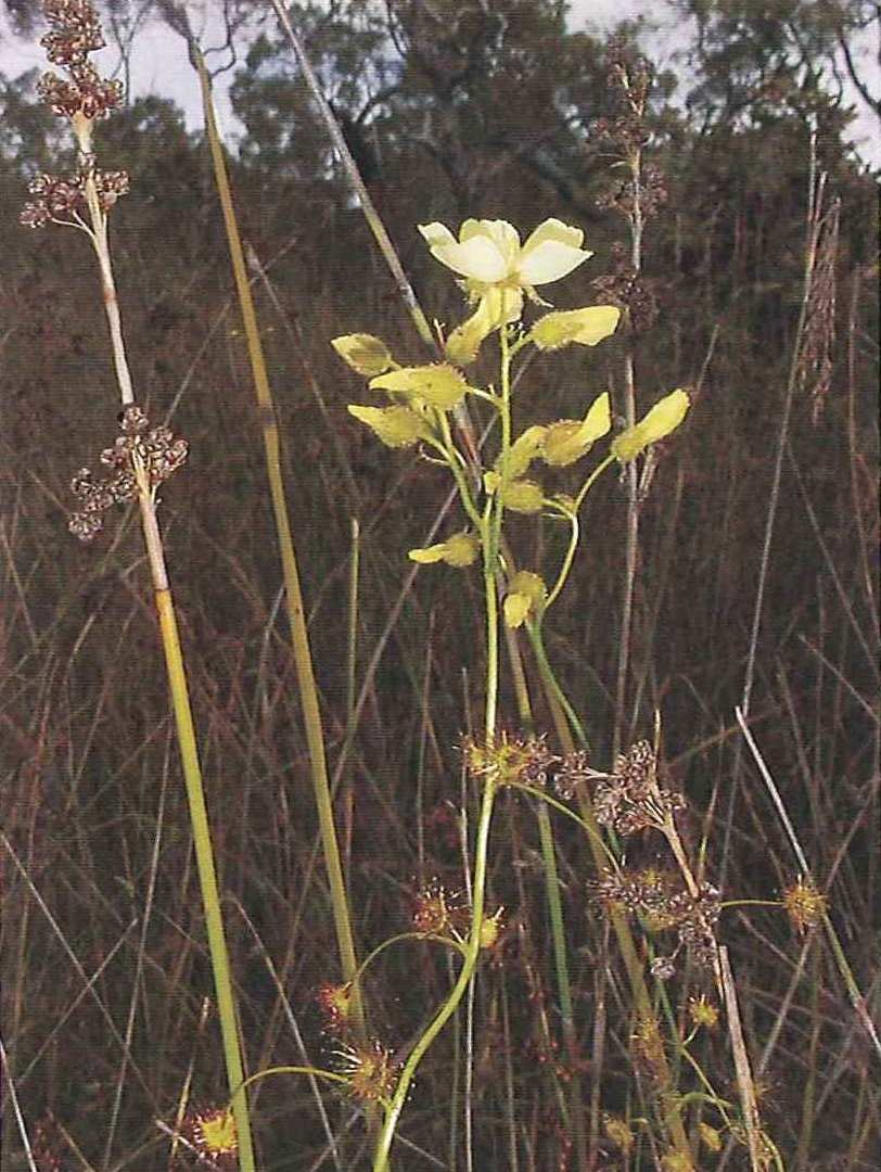 je a co není D. spathulata. Stejně tak i název D. spathulata zřejmě není zcela korektní, jelikož je popsán druh D. spatulata a nikoliv spathulata.