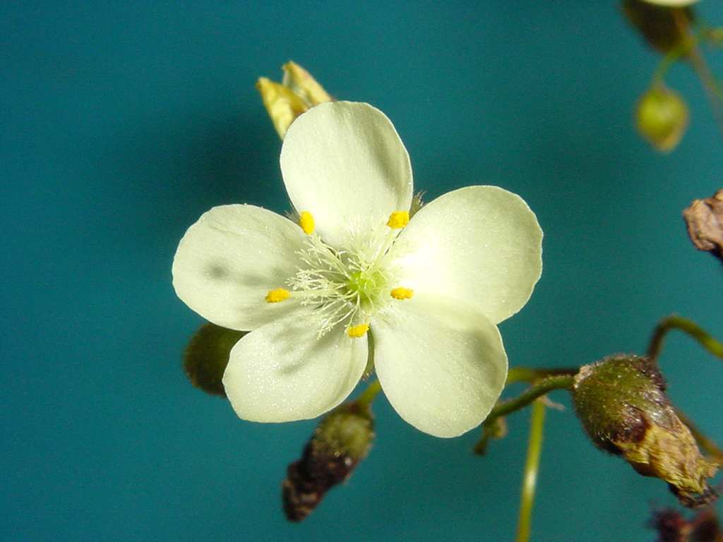 obr. 1 Drosera subhirtella A celkový vzhled, B list, C kališní ušt, vnější povrch, D korunní lístek, E semeník a čnělky, F